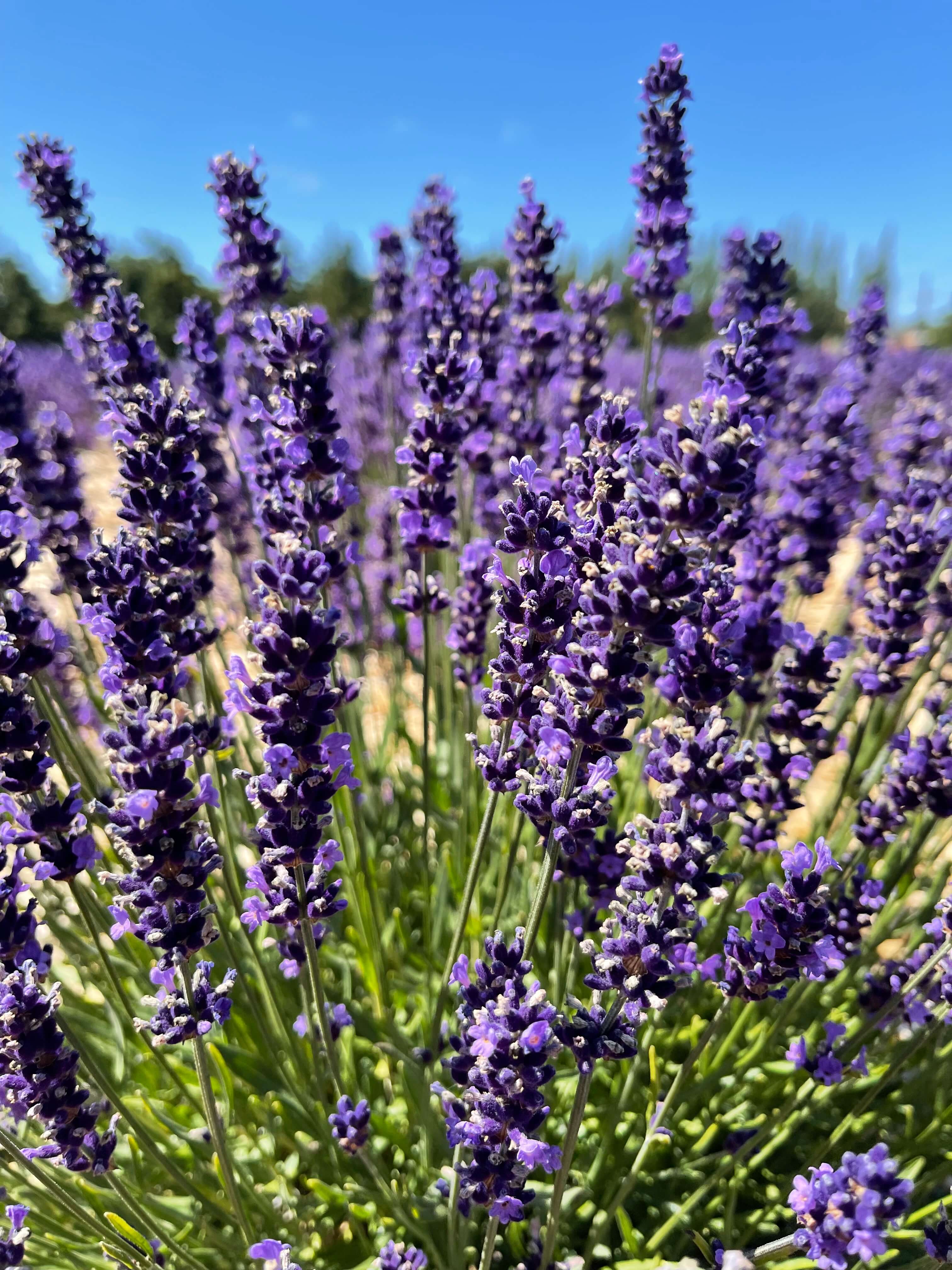 Come enjoy the Sequim Lavender Festival every July!