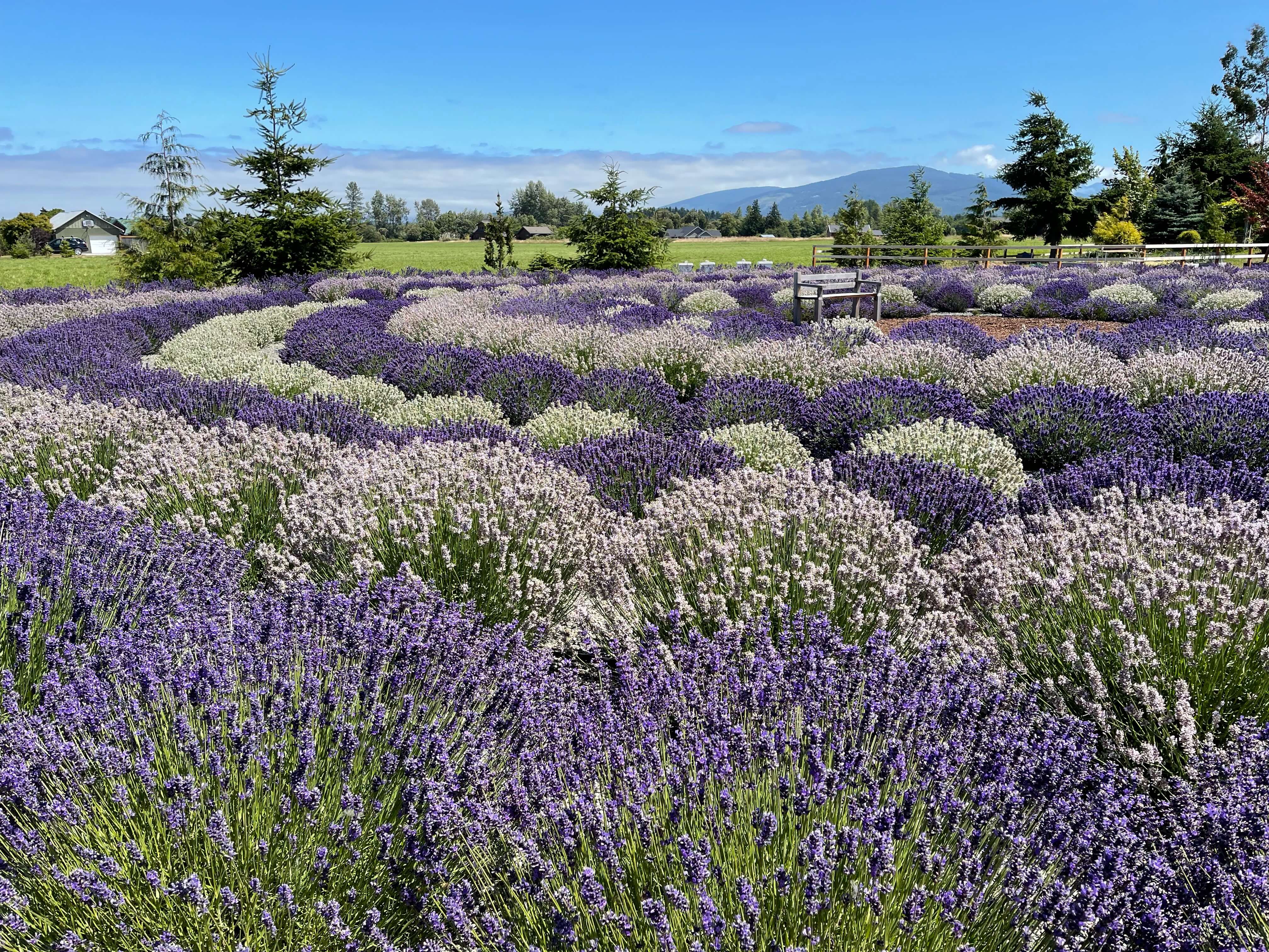 Rain Shadow Lavender Farm.