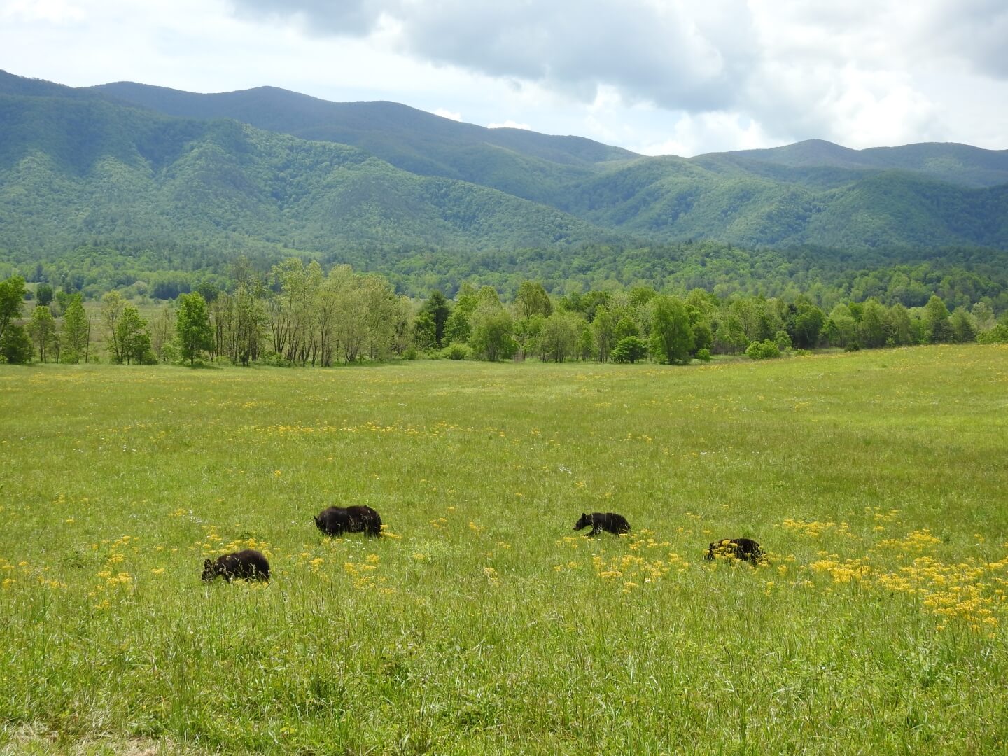 Bears at Cades Cove
Photo by Katiedaisy Photography